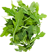 Ruccola