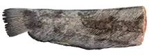 Steinbit